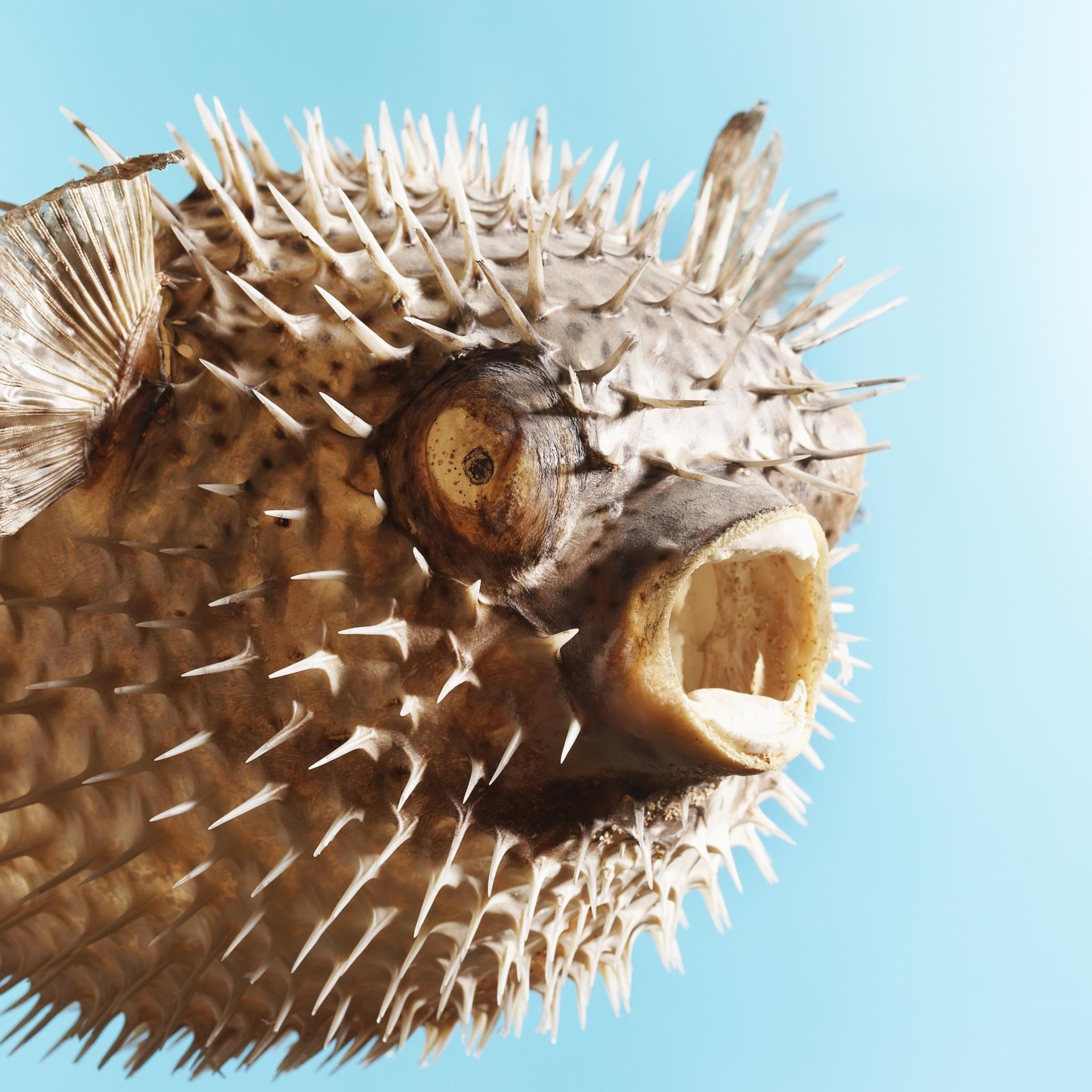 Doctor Christiane Northrup | What's Really in the Jabbs?