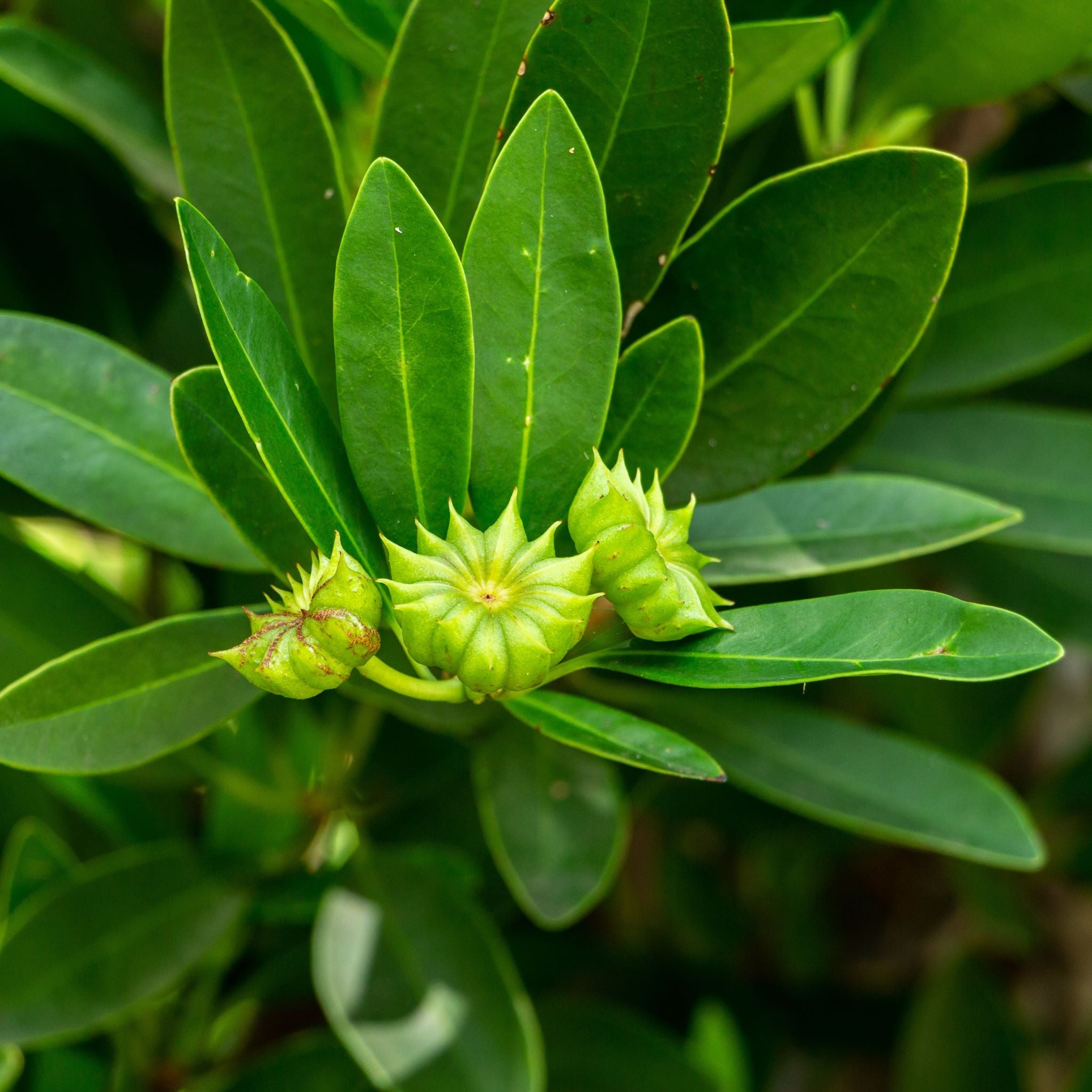 Star Anise Medicinal Properties
