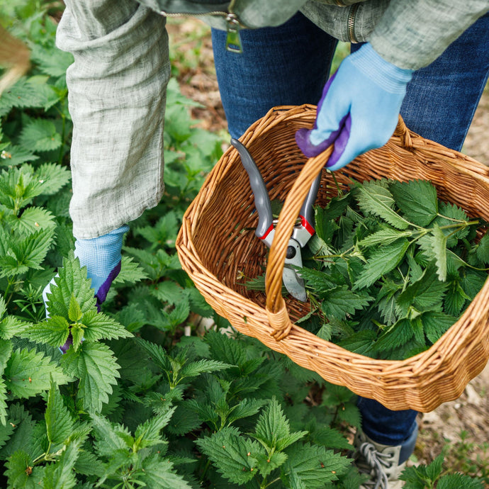 Stinging Nettle Can Help - 8 Ways HERE