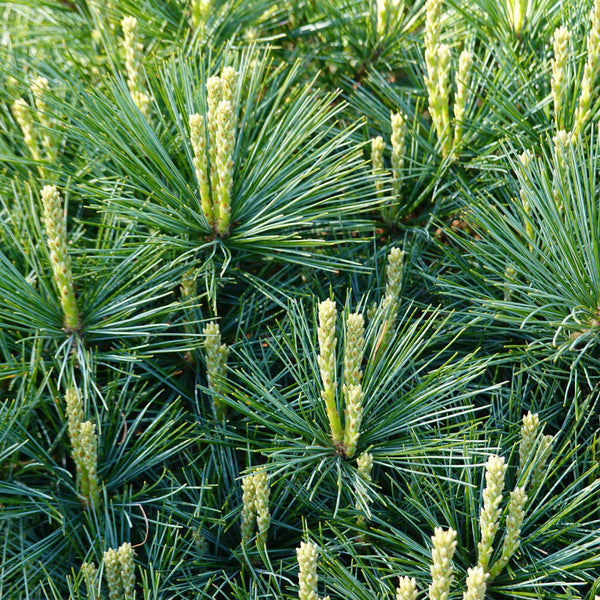 Nature’s Secrets to Stronger Immunity - White Pine Needles