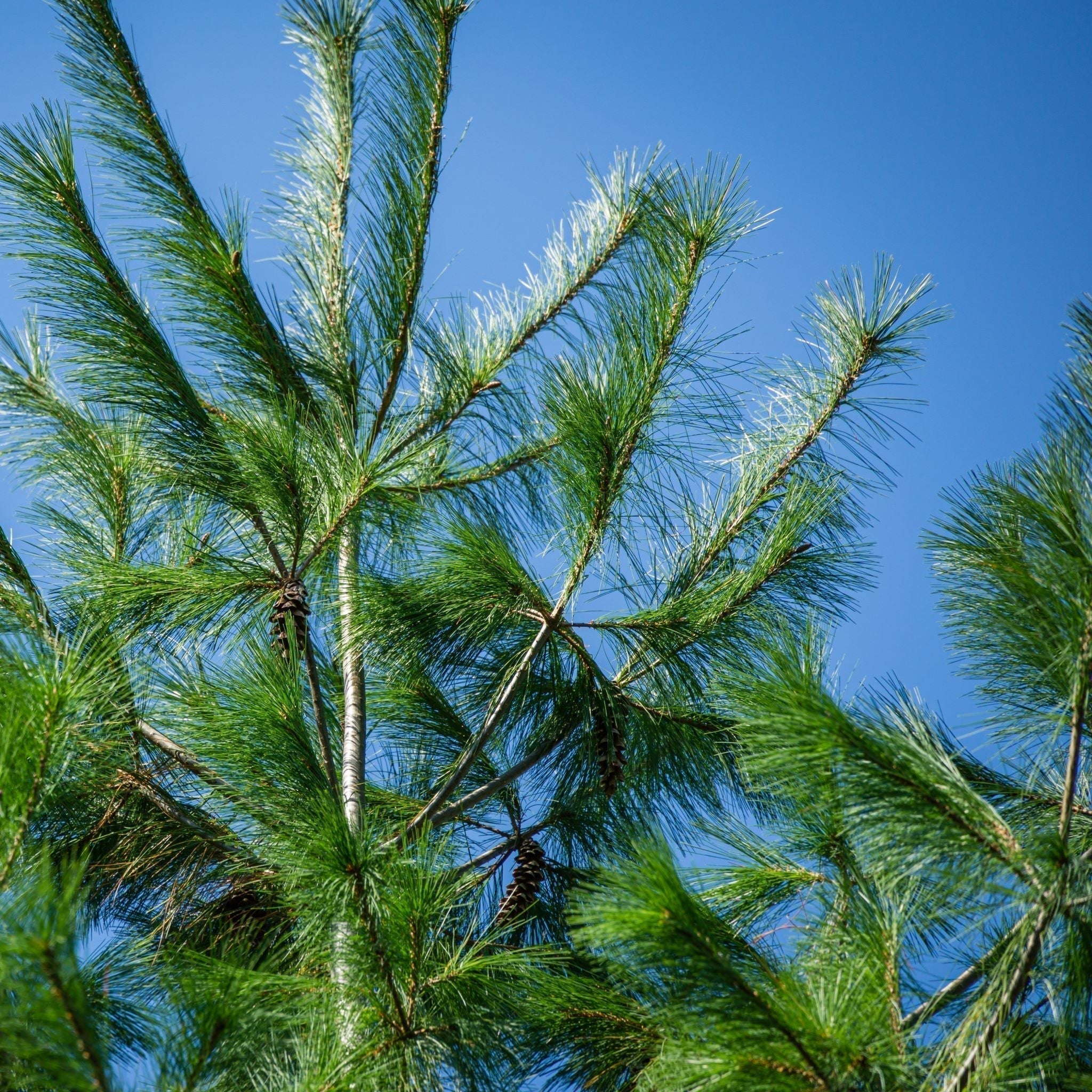 How White Pine Needles Can Help You