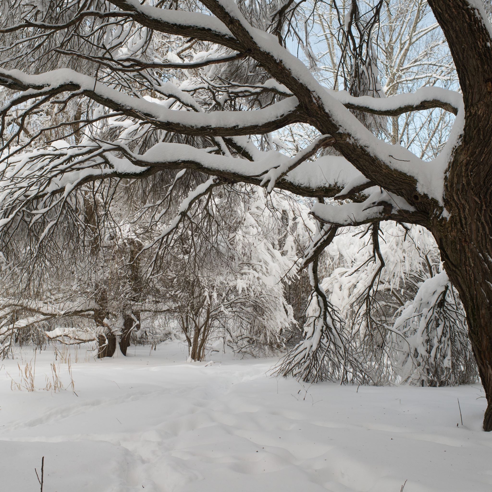 White Willow Bark as a Source of Nutrition