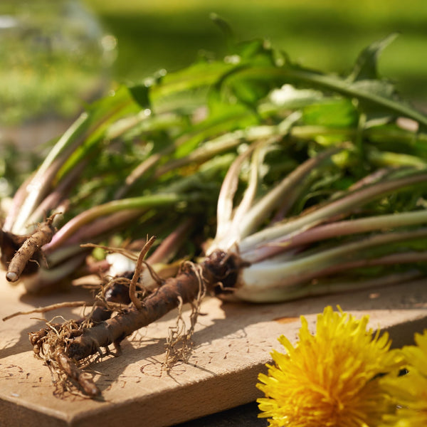 A True Treasure Can Be Found in Dandelion Roots