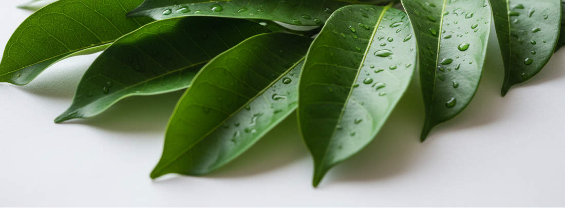 Soursop Leaves May Alleviate Symptoms of Fibromyalgia