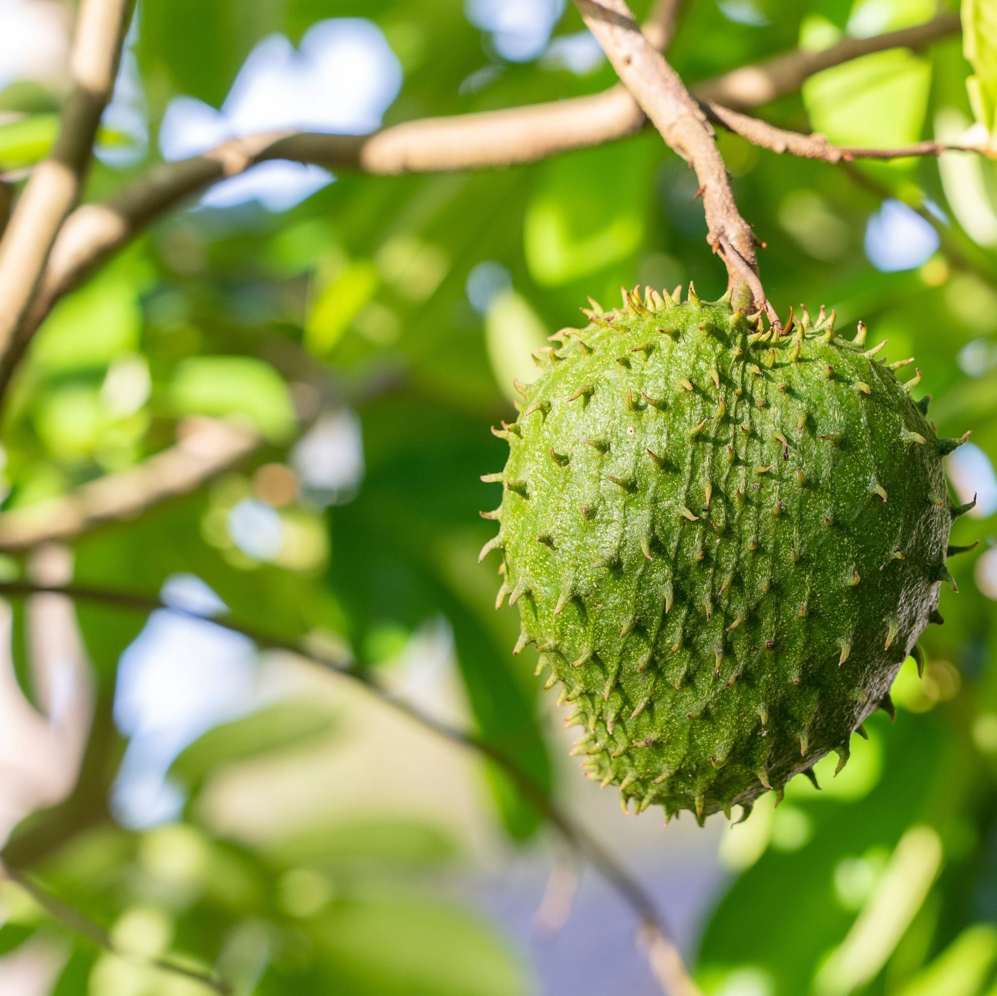 Mother Nature's Treatment for Cancer REVEALED