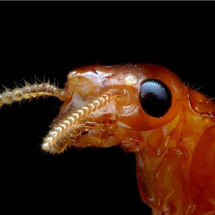 Colloidal Silver aids in ridding your space of Termites