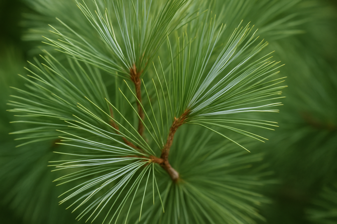 White Pine and the Brain Part 2) 9/9/25