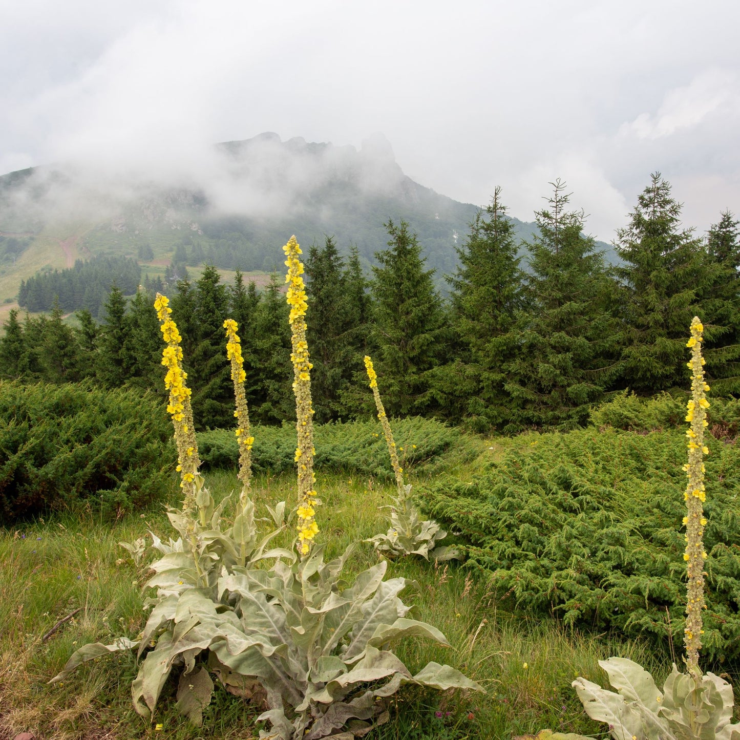 Mullein Leaf & Bloom Elixir