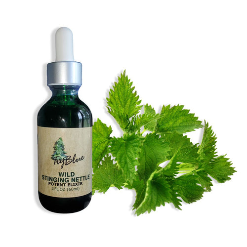 Wild Stinging Nettle
