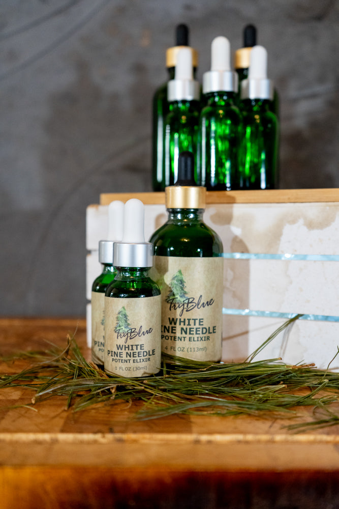 White Pine Needle Elixir