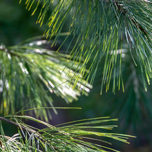 Load image into Gallery viewer, White Pine Needle Elixir
