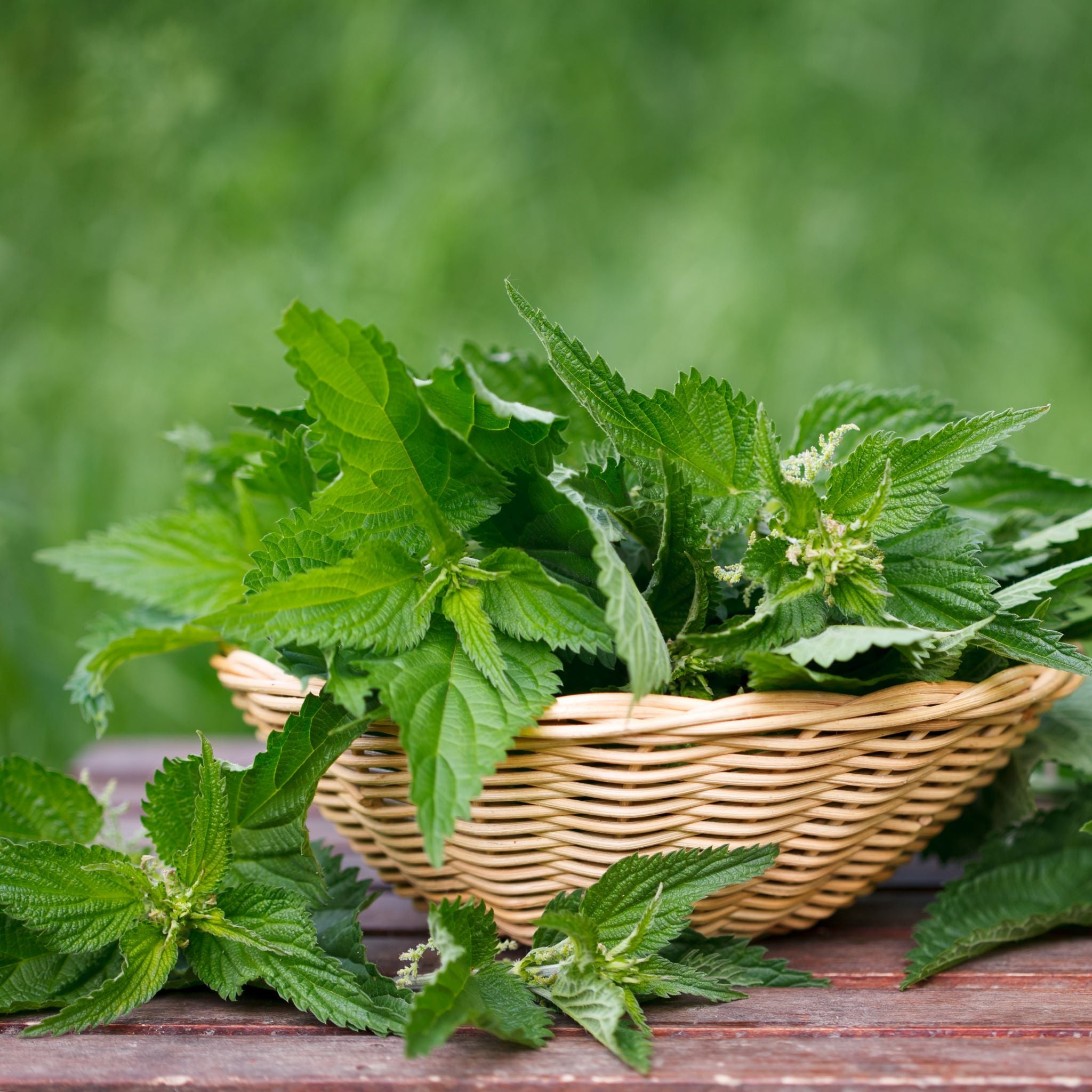 Wild Stinging Nettle Elixir